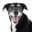 JustFoodForDogs